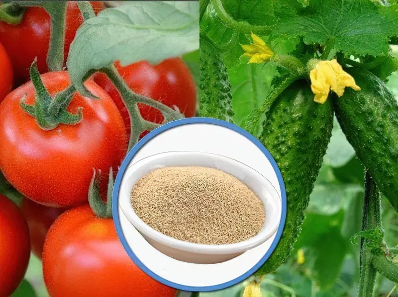 Сухі дріжджі для помідорів: як правильно використовувати і зберігати
