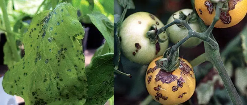 Причини виникнення чорних плям на плодах помідорів