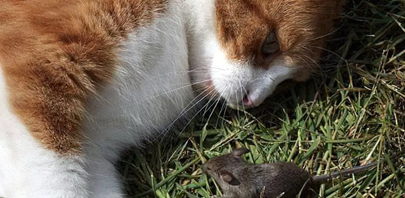 Боротися з мишами в городі допоможе кішка