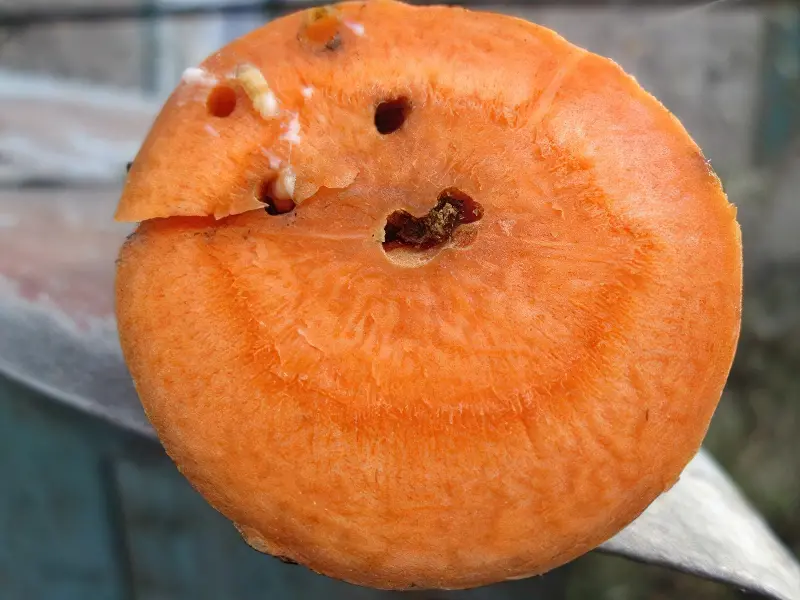 Коренеплід уражений морквяною мухою