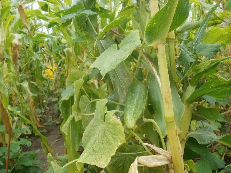 вирощування огірків на кукурудзі
