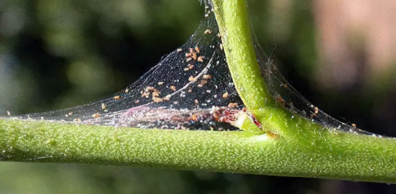 Павутинний кліщ на розсаді помітний не відразу