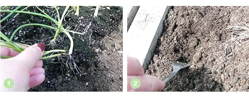 Коли висаджувати розсаду цибулі в грунт