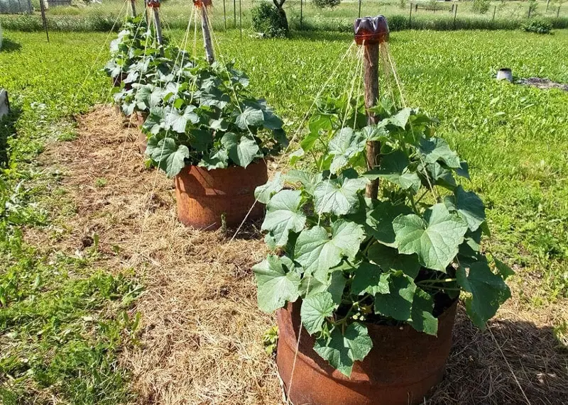 Як вирощувати огірки: поради та кроки для успішної вирощування | Назва сайту